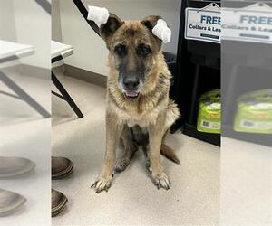 Medium Photo #1 German Shepherd Dog-Unknown Mix Puppy For Sale in Long Beach, CA, USA