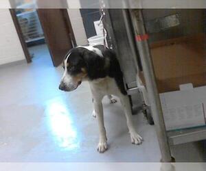 Treeing Walker Coonhound-Unknown Mix Dogs for adoption in Fayetteville, NC, USA