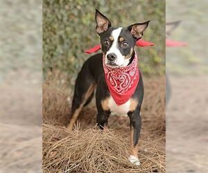 Brat Dogs for adoption in Dana Point, CA, USA