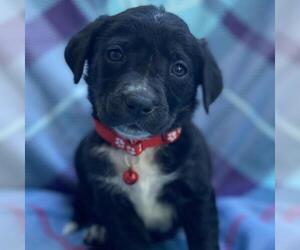 Labrador Retriever-Unknown Mix Dogs for adoption in San Diego, CA, USA