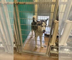 Siberian Husky Dogs for adoption in Texas City, TX, USA