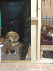 Beagle Dogs for adoption in Sanderson, FL, USA