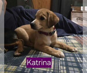 Huskies -Labrador Retriever Mix Dogs for adoption in Mechanicsburg, PA, USA