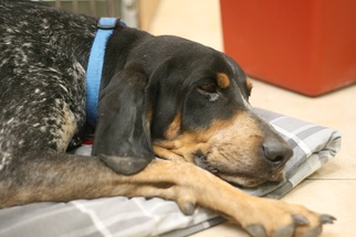 Medium Photo #1 Coonhound Puppy For Sale in Royal Palm Beach, FL, USA