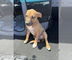 Mutt Dogs for adoption in Stockton, CA, USA