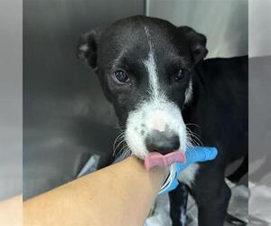 Mutt Dogs for adoption in San Antonio, TX, USA