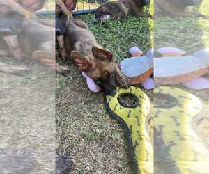 - Mix Dogs for adoption in Imlay City, MI, USA