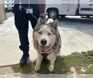 - Mix Dogs for adoption in Corona, CA, USA