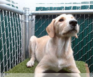 Mutt Dogs for adoption in Downey, CA, USA