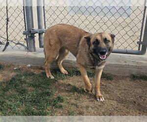 German Shepherd Dog Dogs for adoption in Bakersfield, CA, USA