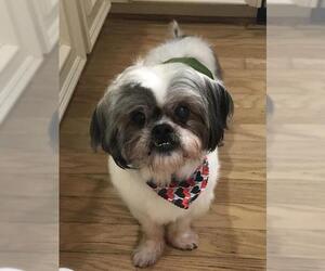 Lhasa Apso Dogs for adoption in Evergreen, CO, USA