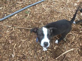 Pointer Dogs for adoption in Boerne, TX, USA