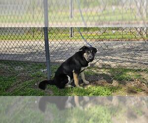 German Shepherd Dog-Unknown Mix Dogs for adoption in Pasadena, TX, USA