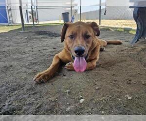 Golden Retriever-Unknown Mix Dogs for adoption in Bakersfield, CA, USA