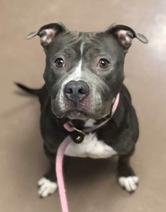 American Pit Bull Terrier Dogs for adoption in aurora, IL, USA
