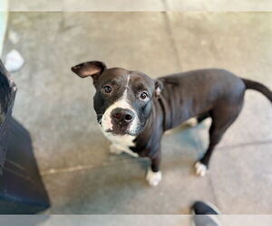 Labrador Retriever-Unknown Mix Dogs for adoption in Tavares, FL, USA