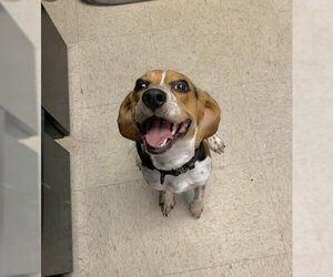 Beagle Dogs for adoption in Olathe, KS, USA