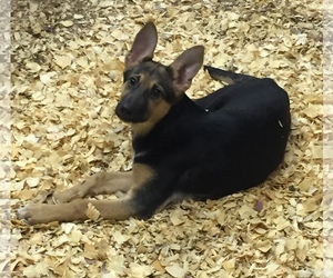 German Shepherd Dog Dogs for adoption in Del Rio, TX, USA