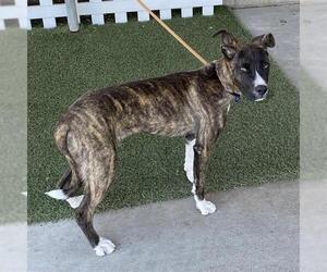 American Pit Bull Terrier-Unknown Mix Dogs for adoption in Modesto, CA, USA