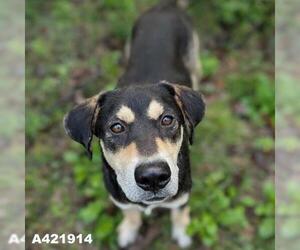 Labrador Retriever-Unknown Mix Dogs for adoption in Conroe, TX, USA