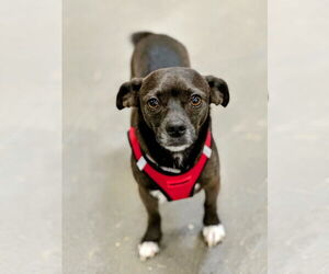 Chihuahua-Unknown Mix Dogs for adoption in Rockaway, NJ, USA