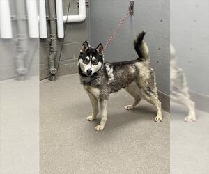 Siberian Husky-Unknown Mix Dogs for adoption in Las Vegas, NV, USA