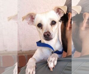 Chihuahua Dogs for adoption in Carrollton, TX, USA