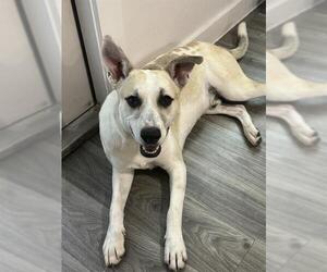 Gerberian Shepsky Dogs for adoption in Corpus Christi, TX, USA