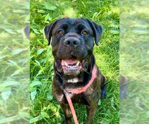 Mutt Dogs for adoption in Sacramento, CA, USA