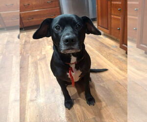 Labrador Retriever Dogs for adoption in Rockville, MD, USA