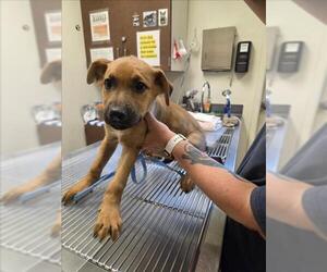 German Shepherd Dog-Unknown Mix Dogs for adoption in Norco, CA, USA