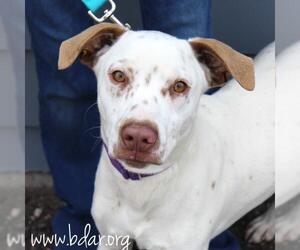 Pointer-Unknown Mix Dogs for adoption in Cheyenne, WY, USA