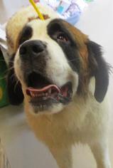 Saint Bernard Dogs for adoption in Johnson City, TN, USA