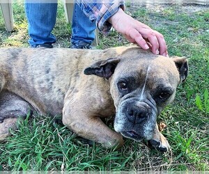Bull-Boxer Dogs for adoption in San Jacinto, CA, USA