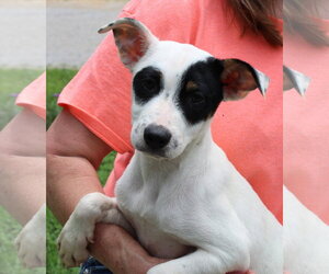 Mutt Dogs for adoption in Prattville, AL, USA