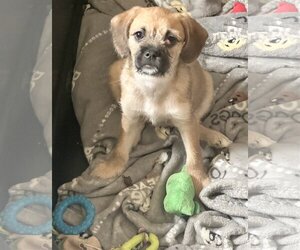 Chug Dogs for adoption in Seattle, WA, USA
