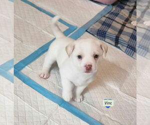 Dachshund-Unknown Mix Dogs for adoption in Brewster, NY, USA