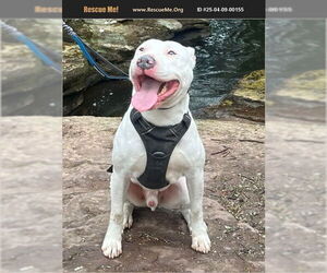 American Pit Bull Terrier Dogs for adoption in Benton, PA, USA