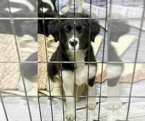 Border Collie-Unknown Mix Dogs for adoption in SHERBURNE, NY, USA
