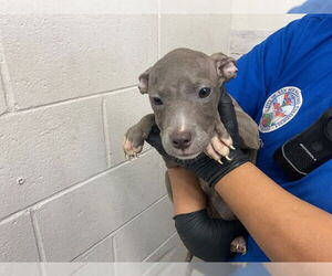 American Pit Bull Terrier Dogs for adoption in San Bernardino, CA, USA