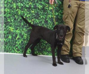 Labrador Retriever Dogs for adoption in NEWPORT NH, NH, USA