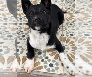 Border Collie Dogs for adoption in The Woodlands, TX, USA