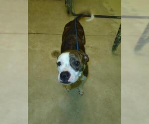 Bullboxer Pit Dogs for adoption in Green Cove Springs, FL, USA