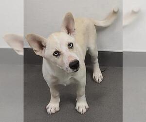 German Shepherd Dog-Unknown Mix Dogs for adoption in HESPERIA, CA, USA