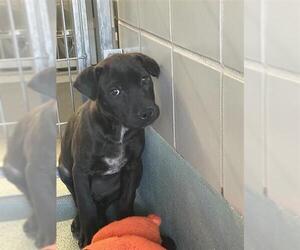 Labrador Retriever-Unknown Mix Dogs for adoption in San Antonio, TX, USA