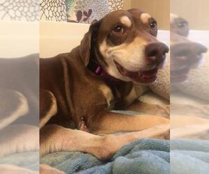 Beagleman Dogs for adoption in Valrico, FL, USA