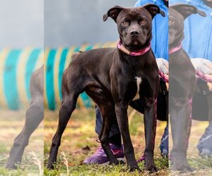 American Pit Bull Terrier-Labrador Retriever Mix Dogs for adoption in San Leandro, CA, USA