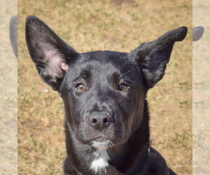 Labsky Dogs for adoption in Huntley, IL, USA