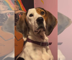 Coonhound Dogs for adoption in Aurora, IN, USA