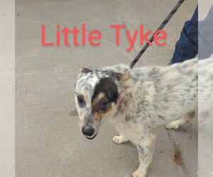 Border Collie-Unknown Mix Dogs for adoption in Orange Grove, TX, USA